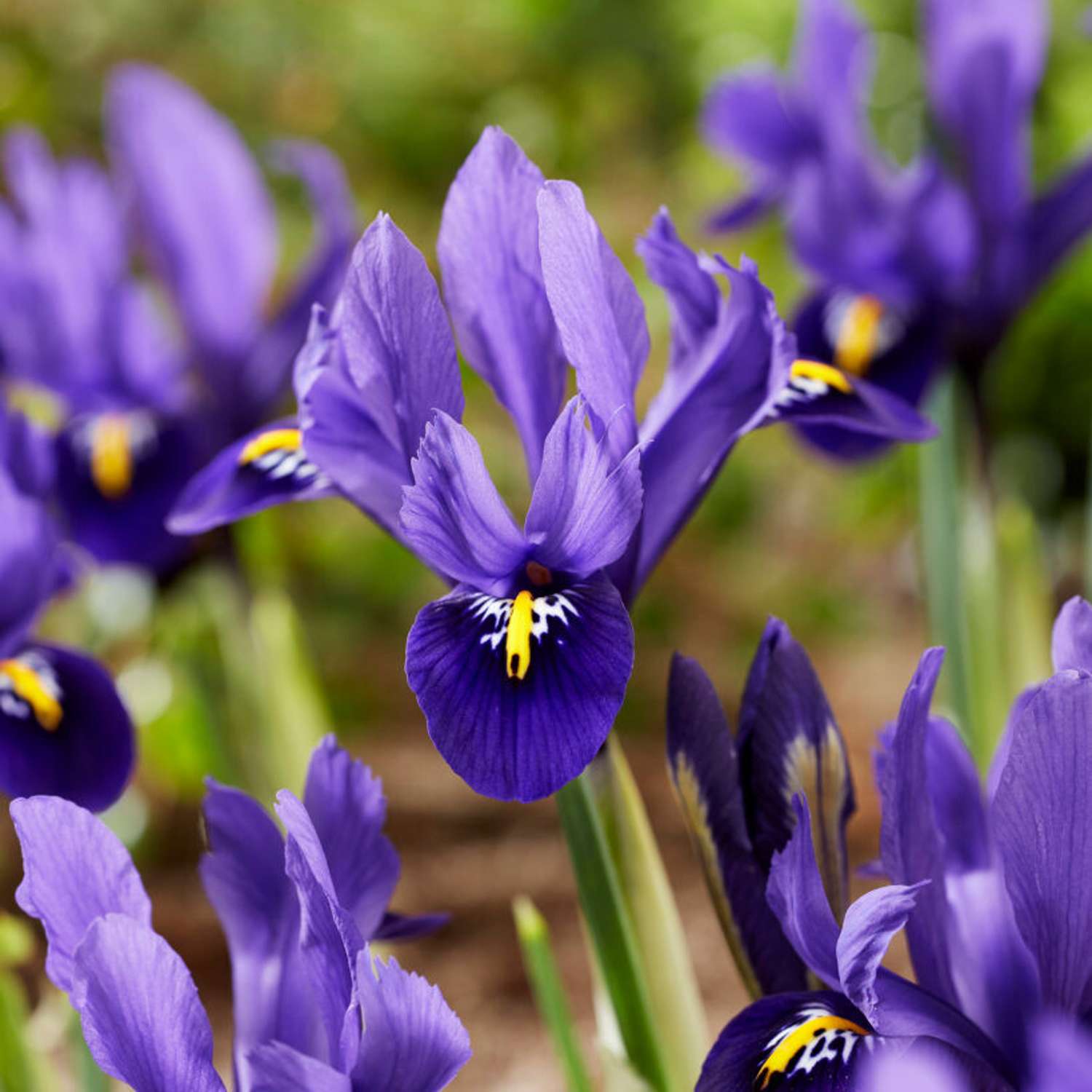 Iris reticulata 'Pixie'